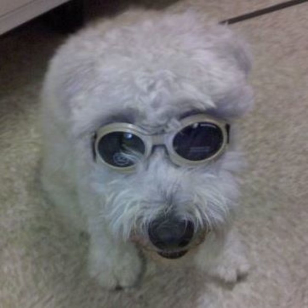 Meet your Posher, Wilmo